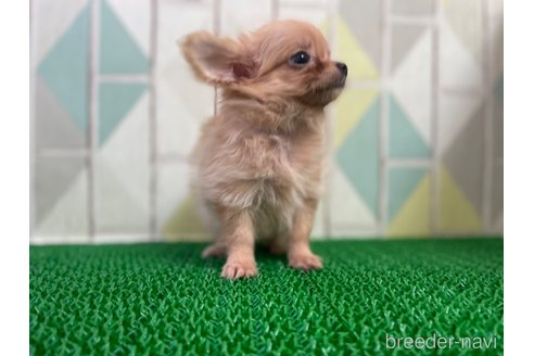 成約済の東京都のチワワ(ロングコート)-329995の5枚目