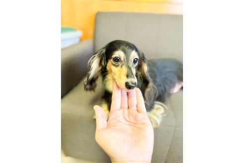 成約済の愛知県のカニンヘンダックスフンド(ロングヘアード)-331083の4枚目