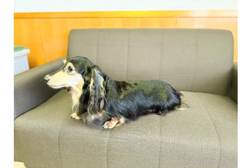 成約済の愛知県のカニンヘンダックスフンド(ロングヘアード)-331083の5枚目