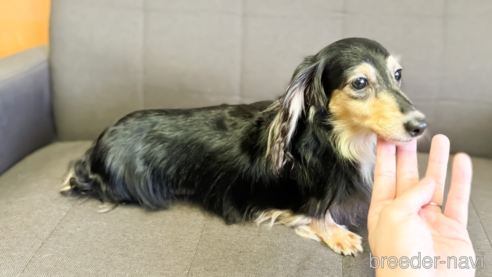 成約済の愛知県のカニンヘンダックスフンド(ロングヘアード)-331083の1枚目