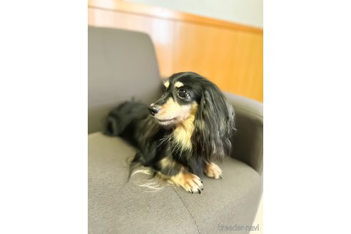 成約済の愛知県のカニンヘンダックスフンド(ロングヘアード)-331085の2枚目