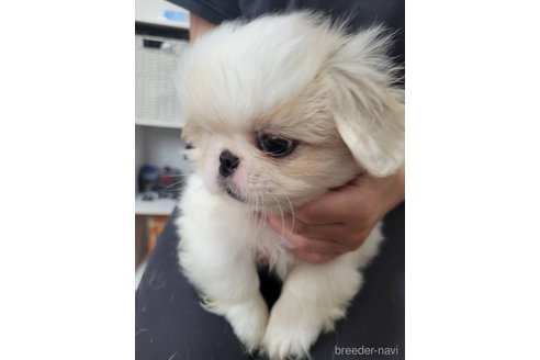 成約済の大阪府のペキニーズ-323879の3枚目