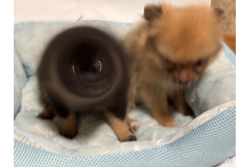 成約済の千葉県のポメラニアン-322410の4枚目