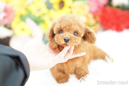 成約済の埼玉県のトイプードル-331100の2枚目