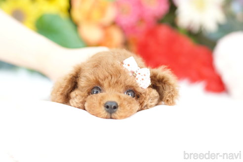 成約済の埼玉県のトイプードル-331100の1枚目