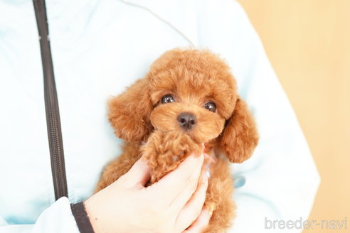 成約済の埼玉県のトイプードル-331102の3枚目