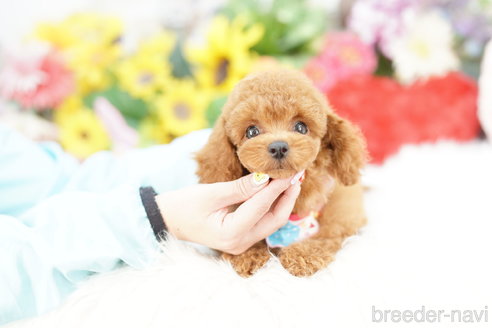 成約済の埼玉県のトイプードル-331102の2枚目