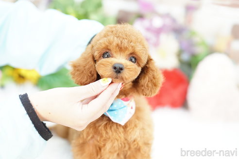 成約済の埼玉県のトイプードル-331102の1枚目