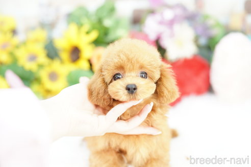 成約済の埼玉県のトイプードル-331105の4枚目