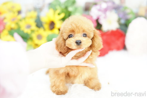 成約済の埼玉県のトイプードル-331105の3枚目