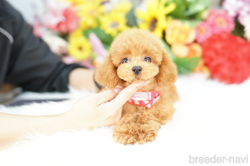 成約済の埼玉県のトイプードル-331105の2枚目