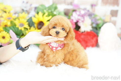 成約済の埼玉県のトイプードル-331105