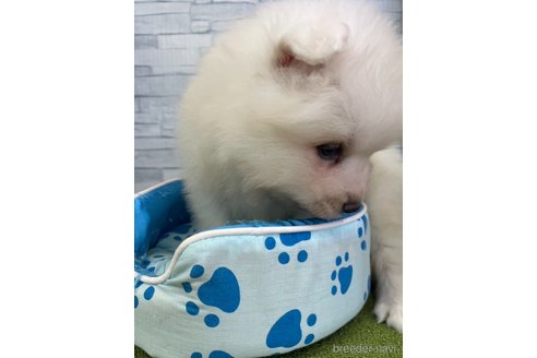 成約済の奈良県のサモエド-331113の4枚目