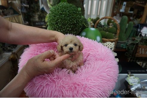 成約済の京都府のマルプー:マルチーズ×トイプードル-331148の7枚目