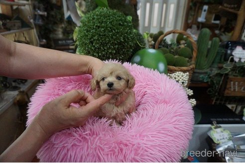 成約済の京都府のマルプー:マルチーズ×トイプードル-331148の5枚目