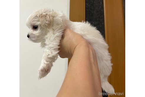 成約済の滋賀県のマルチーズ-326310の62枚目