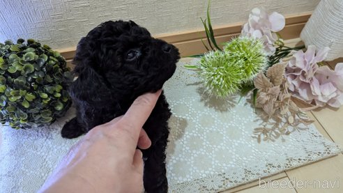 成約済の広島県のトイプードル-325914の40枚目