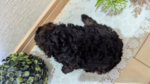 成約済の広島県のタイニープードル-325921の70枚目