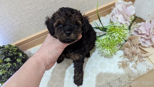 成約済の広島県のタイニープードル-325921の71枚目
