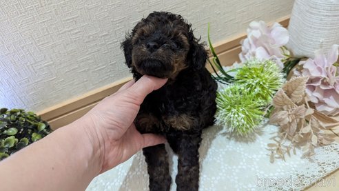 成約済の広島県のタイニープードル-325921の67枚目