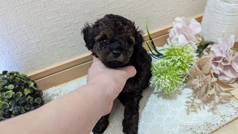 成約済の広島県のタイニープードル-325921の69枚目