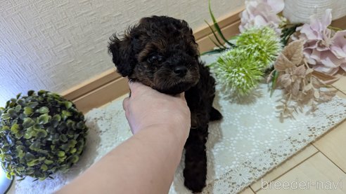 成約済の広島県のタイニープードル-325921の64枚目