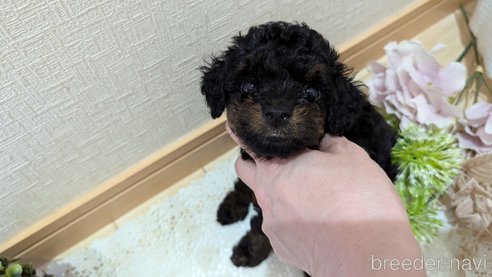 成約済の広島県のタイニープードル-325919の62枚目
