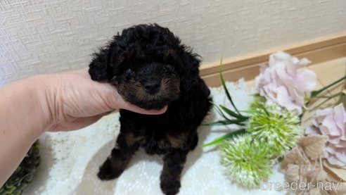 成約済の広島県のタイニープードル-325919の61枚目