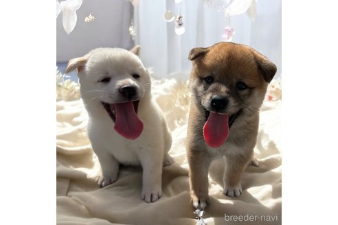 成約済の北海道の柴犬-327707の10枚目