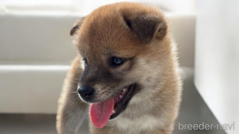 成約済の北海道の柴犬-327707の9枚目
