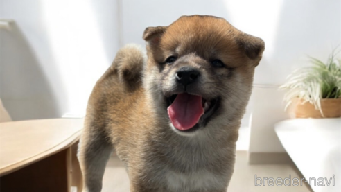 成約済の北海道の柴犬-327707の8枚目