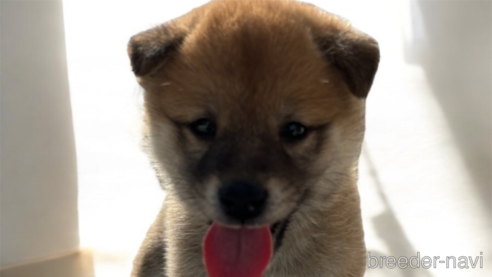 成約済の北海道の柴犬-327707の7枚目