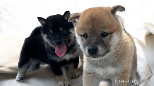 成約済の北海道の柴犬-327707の5枚目