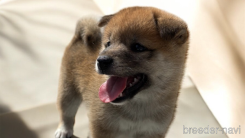 成約済のの柴犬-327707