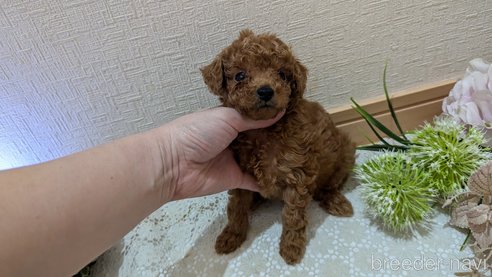 成約済の広島県のタイニープードル-325925の143枚目