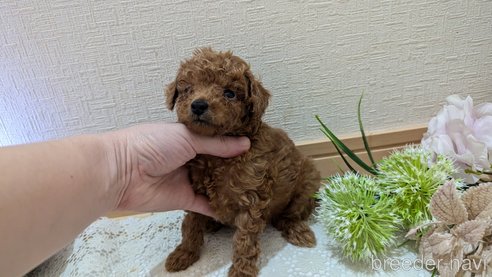 成約済の広島県のタイニープードル-325925の141枚目