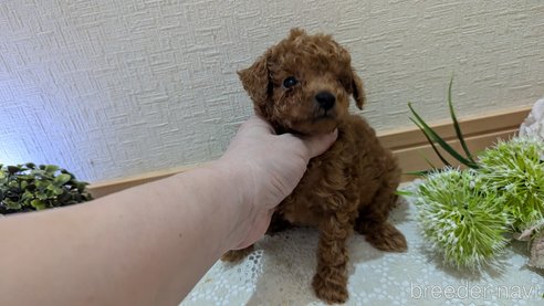 成約済の広島県のタイニープードル-325925の139枚目