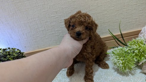 成約済の広島県のタイニープードル-325925の136枚目