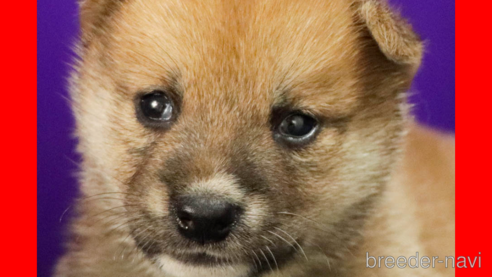 成約済の愛知県の柴犬-329242の1枚目