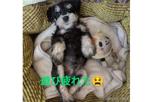 成約済の群馬県のミニチュアシュナウザー-331193の5枚目