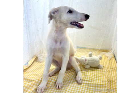 成約済の栃木県のボルゾイ-329498の4枚目