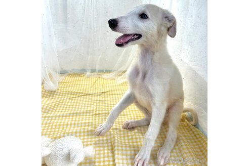 成約済の栃木県のボルゾイ-329498の6枚目