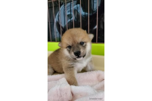 成約済の大阪府の柴犬-331219の10枚目