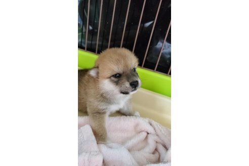 成約済の大阪府の柴犬-331219の9枚目