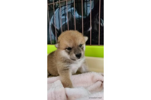 成約済の大阪府の柴犬-331219の8枚目