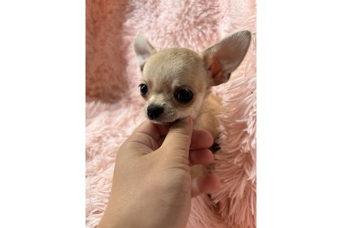 成約済の宮崎県のチワワ(スムースコート)-324376の1枚目