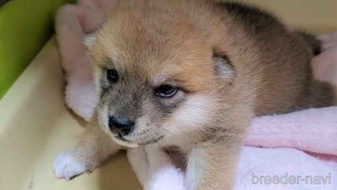 成約済の大阪府の柴犬-331219の6枚目