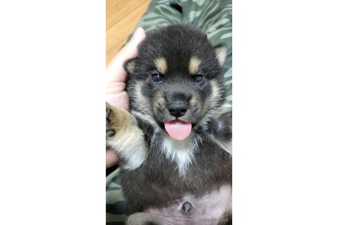 成約済の大阪府の柴犬-331220の12枚目