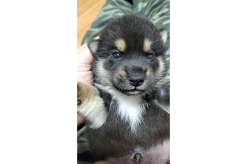 成約済の大阪府の柴犬-331220の10枚目