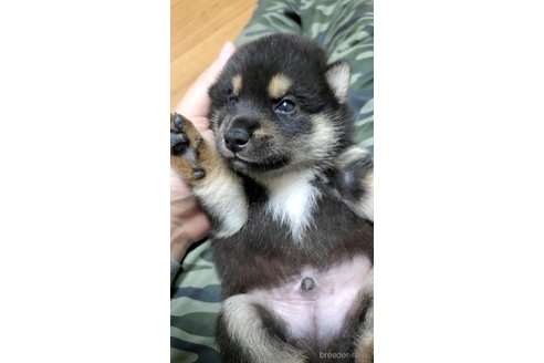 成約済の大阪府の柴犬-331220の9枚目